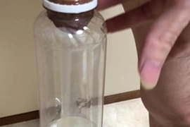 Japanese  cumshot in bottle