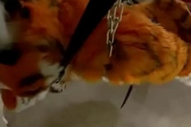 Bound furry penetrated but not allowed to cum